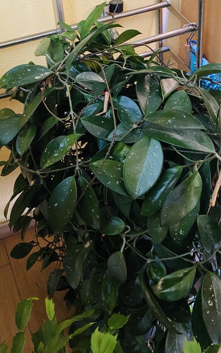 Hoya Carnosa  „shirley”piękna ,duża zdrowa