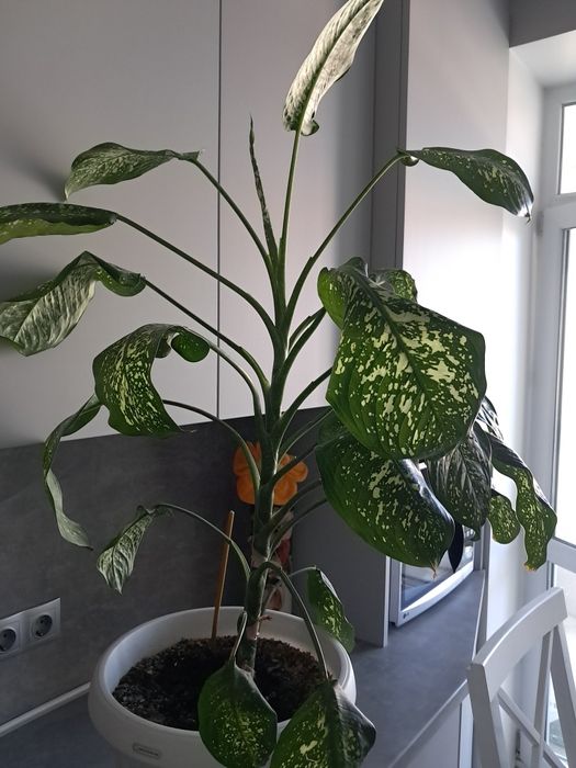 Дифенбахія  доросла