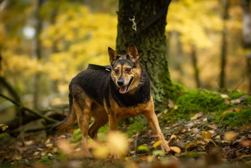 Już 6 lat czeka na dom..