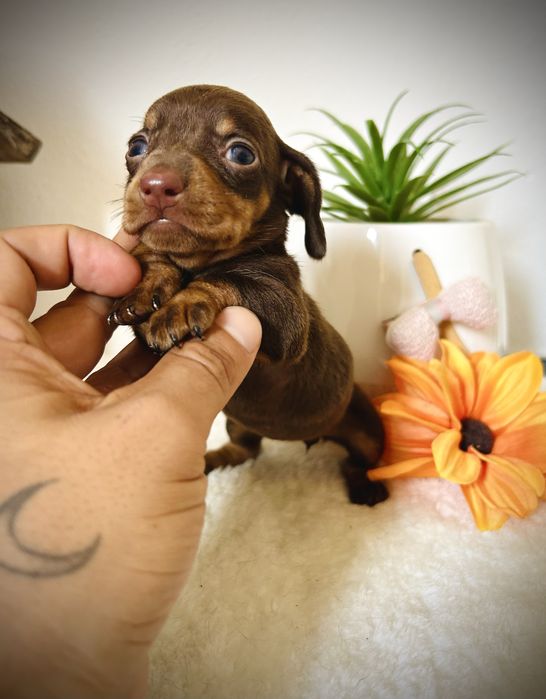 Excelente menino teckel kanichen chocolate