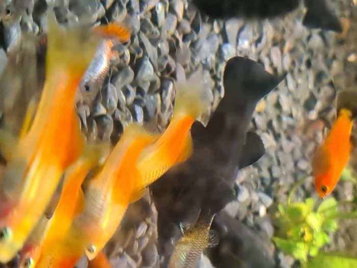 Molinezja duża ładna