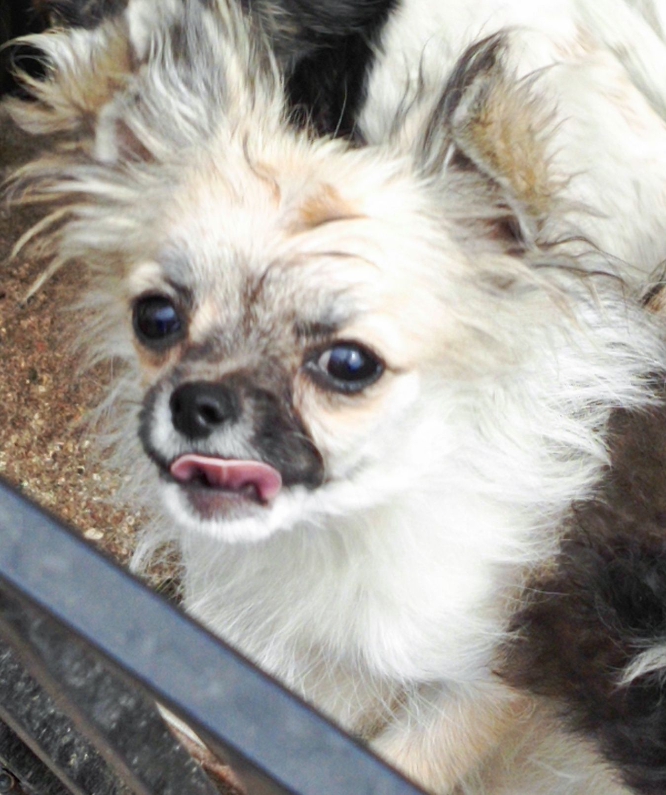 Sunia długowłosa chihuahua