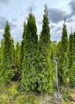 Tuja thuja szmaragd wysokie i gęste aż ***3m wysokości*** bardzo tanio