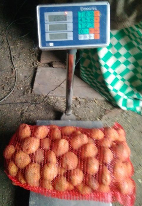 Домашня картопля SANTE