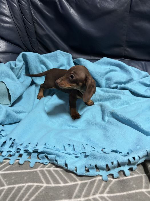 Teckel femea miniatura chocolate