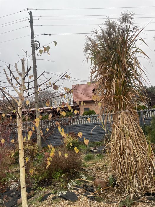 Trawy ozdobne Miskanty :Memory,Gigant,Kosmówka