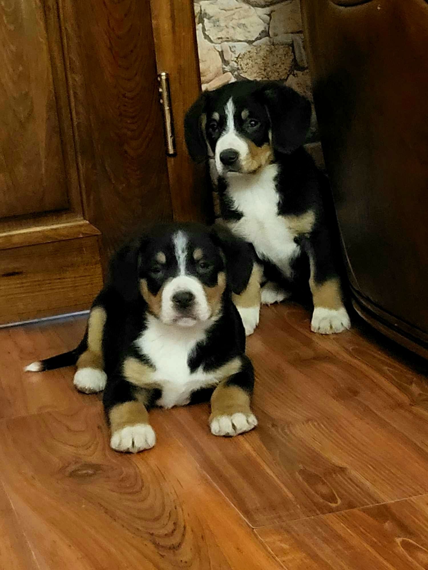 Entlebucher Sennenchund FCI