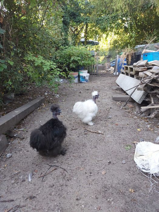 Koguty silki gołoszyjka