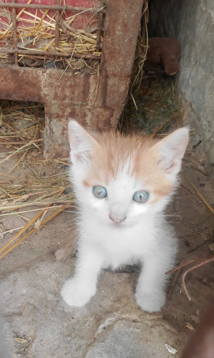 Oddam kotki w dobre ręce!!!