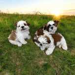 Shih tzu Szczeniak z Rodowodem