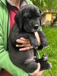 Dog niemiecki - czarny chłopczyk - Ferrero