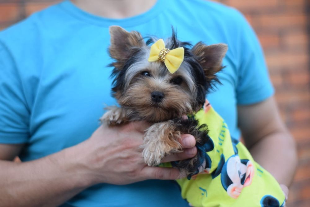 Міні-йорки. Естетика в найменших деталях