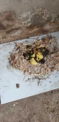 Patos nascidos a 5 de Maio