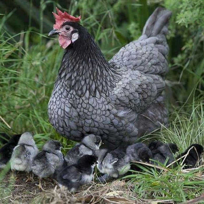 Інкубаційне яйце оптом і в роздріб від 3 гривнів