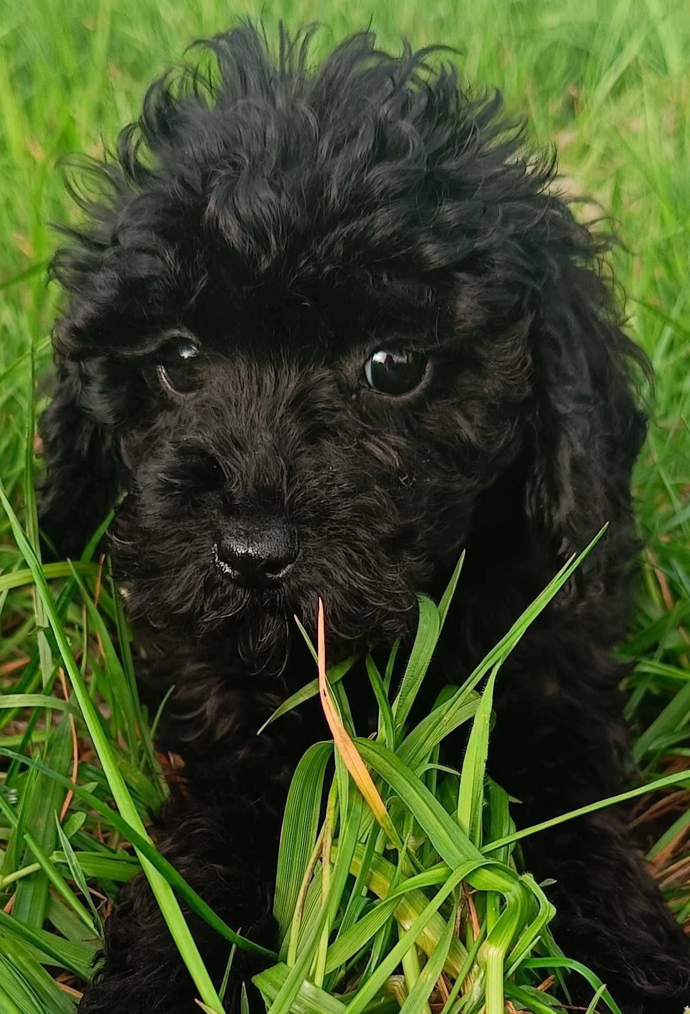 Maltipoo F1 prześliczny samczyk z Dokumentami