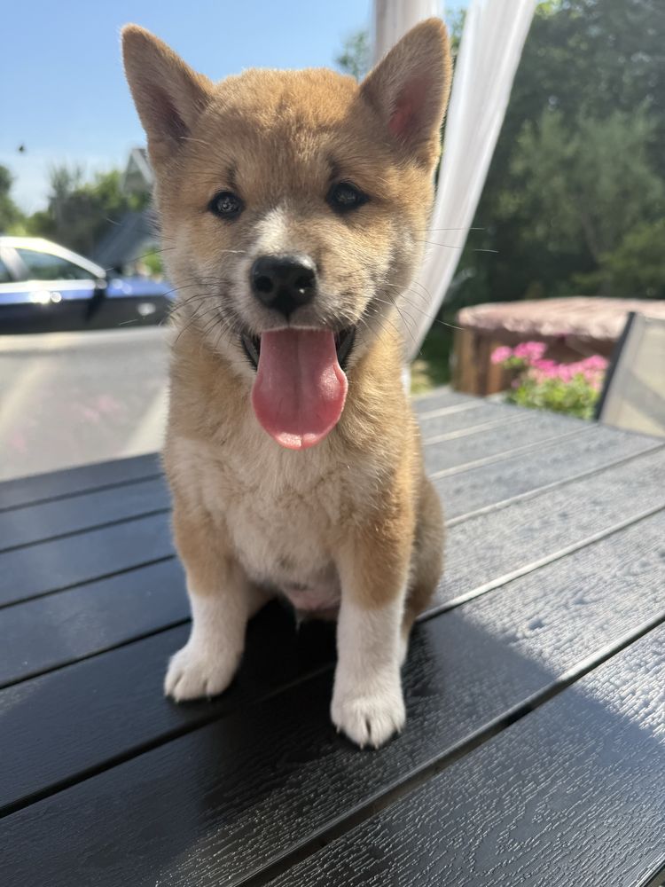 Shiba inu PIES gotowy do odbioru
