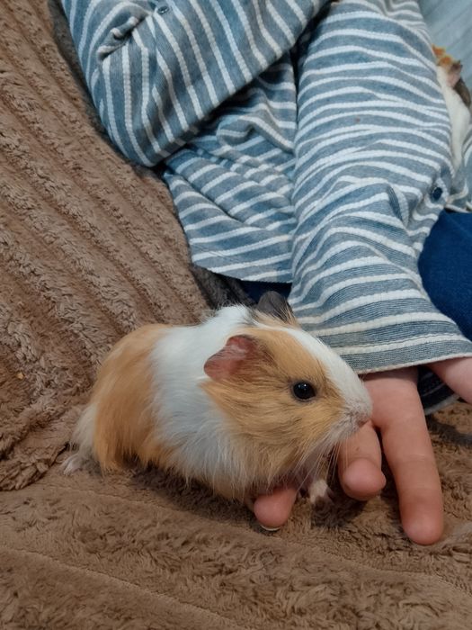 Продам Морські свинки