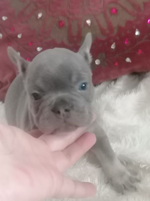 Bulldog lilac menino
