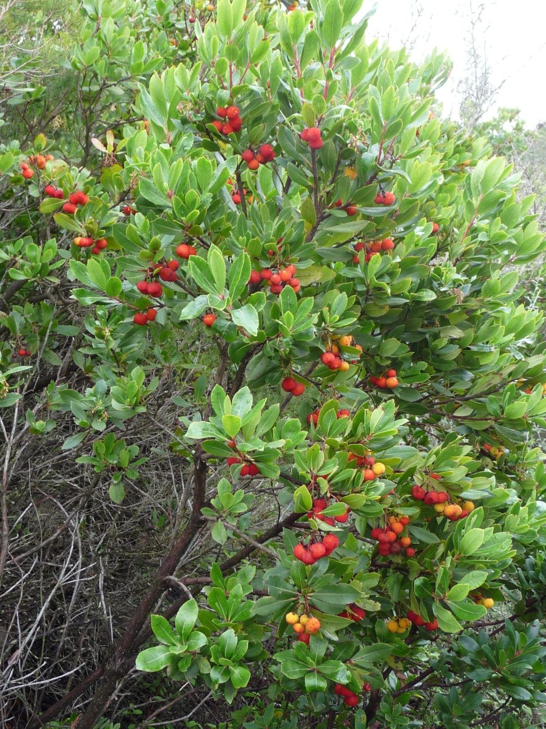 Medronheiro "Arbutus unedo"