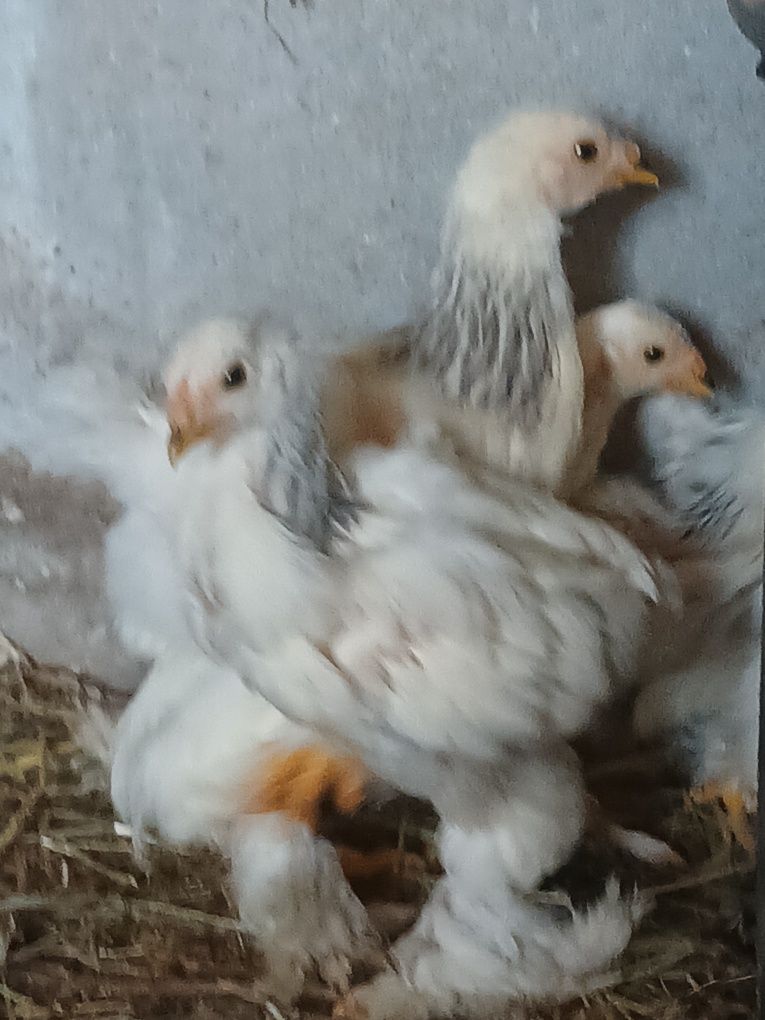 Frango brahma light azul