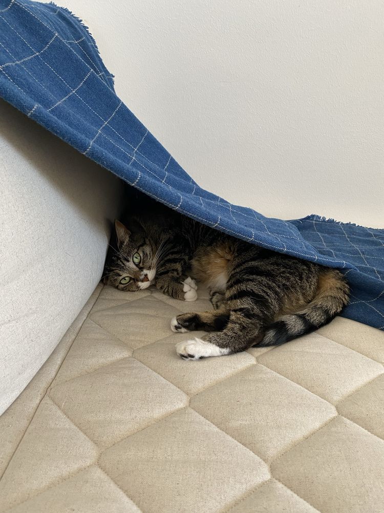 Gatinha para adoção responsável