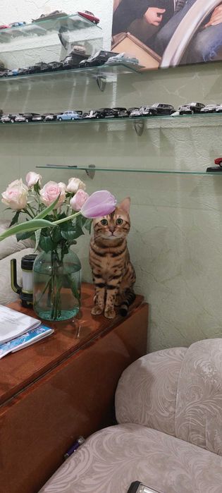 Кот бенгал на в'язку