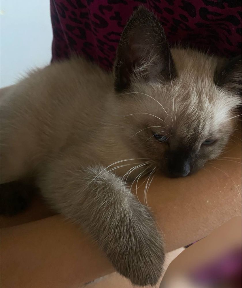 Сіамські котенята