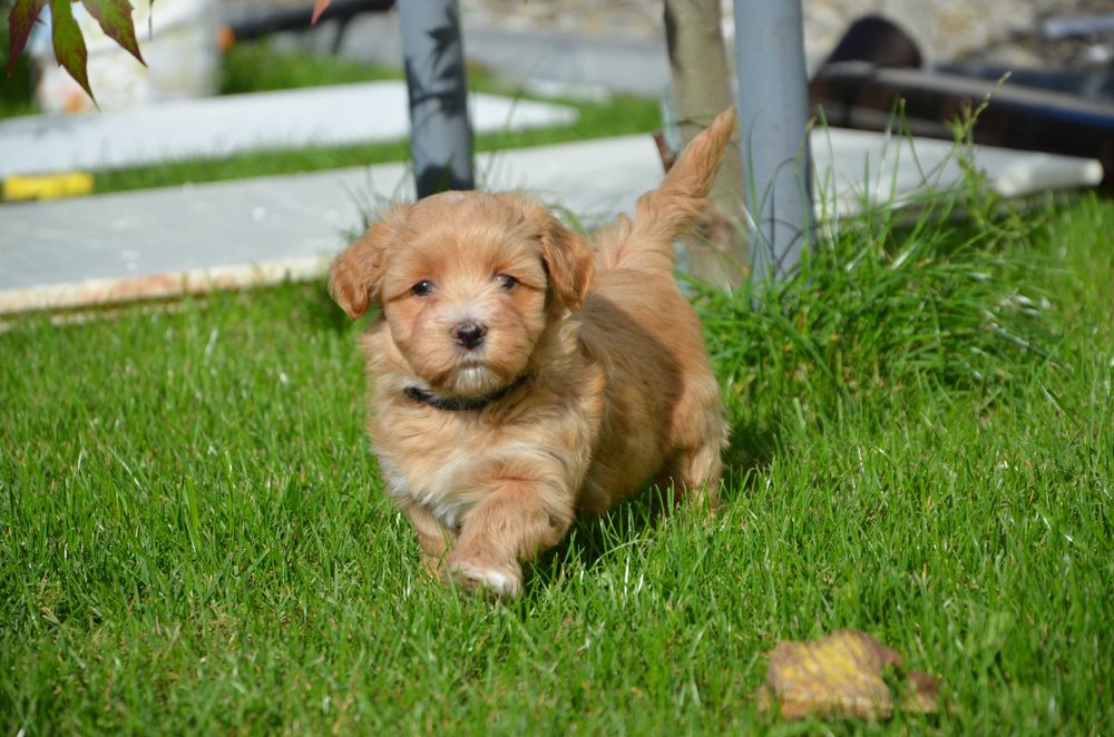 hawańczyk havanese Fiodor cudowny piesek ZKwP FCI