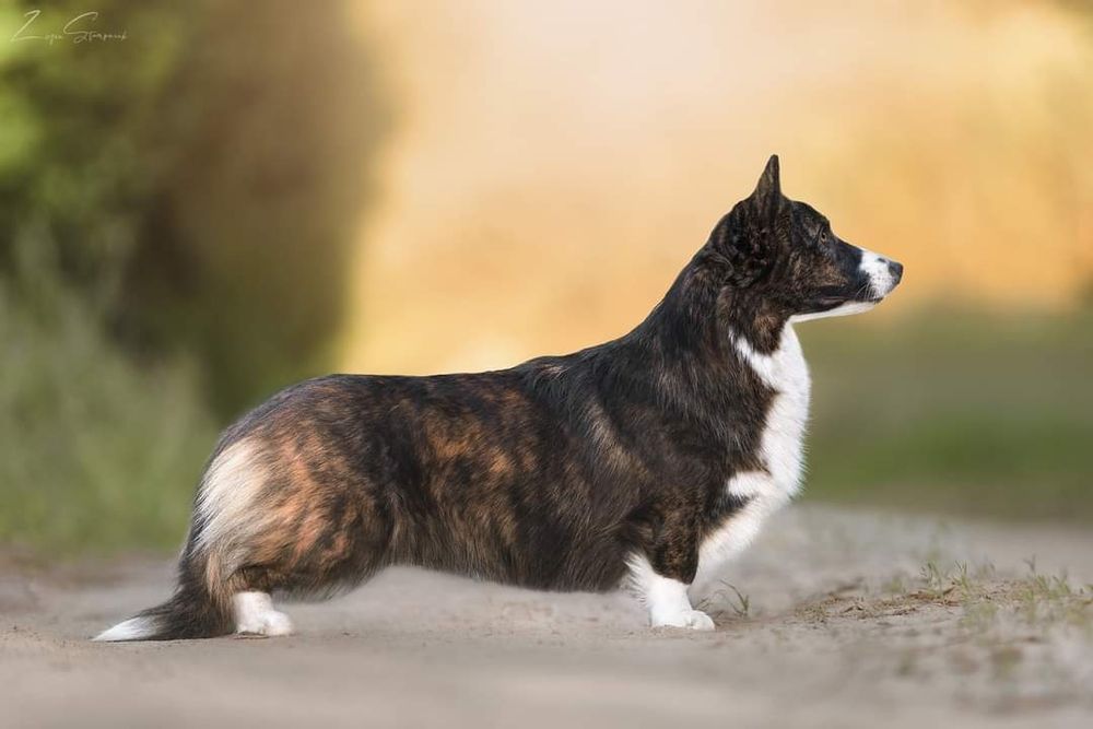 Planowany miot wiosna 2026 Welsh Corgi!