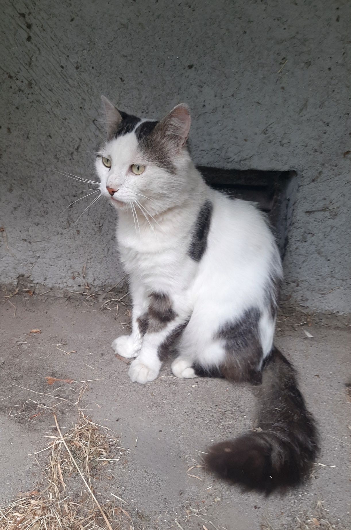 Котик домашній шукає домівку