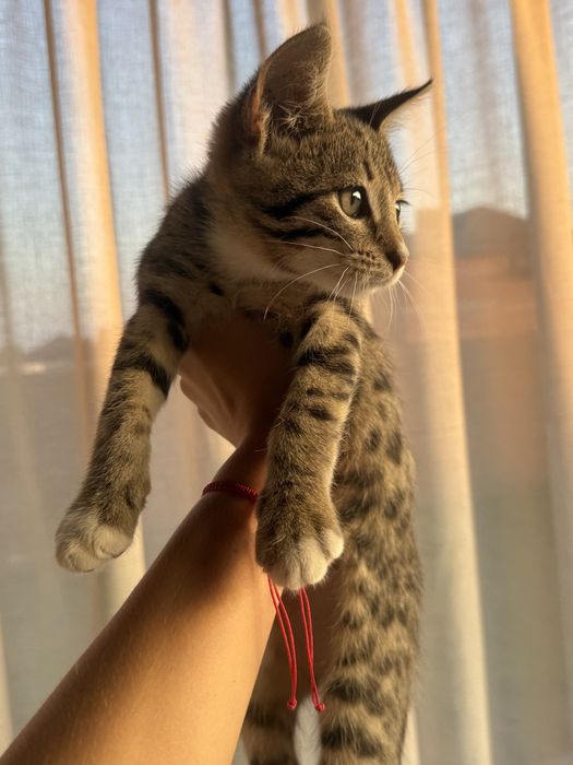 Віддам кошенят у добрі руки
