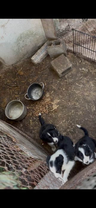 Bordie collie cachorro a bom preço