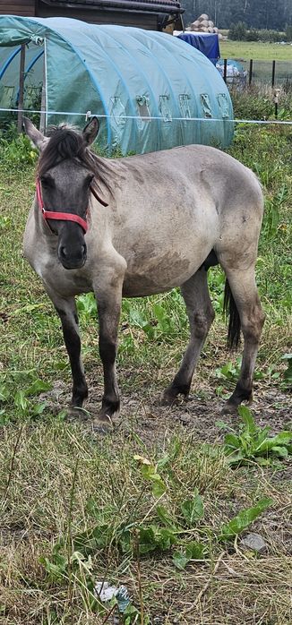 Konik polski klaczka