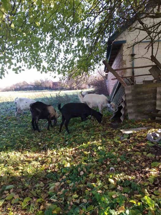 Козяча мікроферма