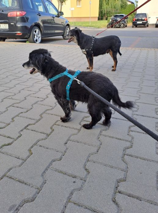 Szyka domku z ogródkiem.  Po śmierci właściciela który trzymał go .