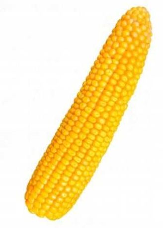 Kukurydza siewna POKUSA C1 FAO 230-240