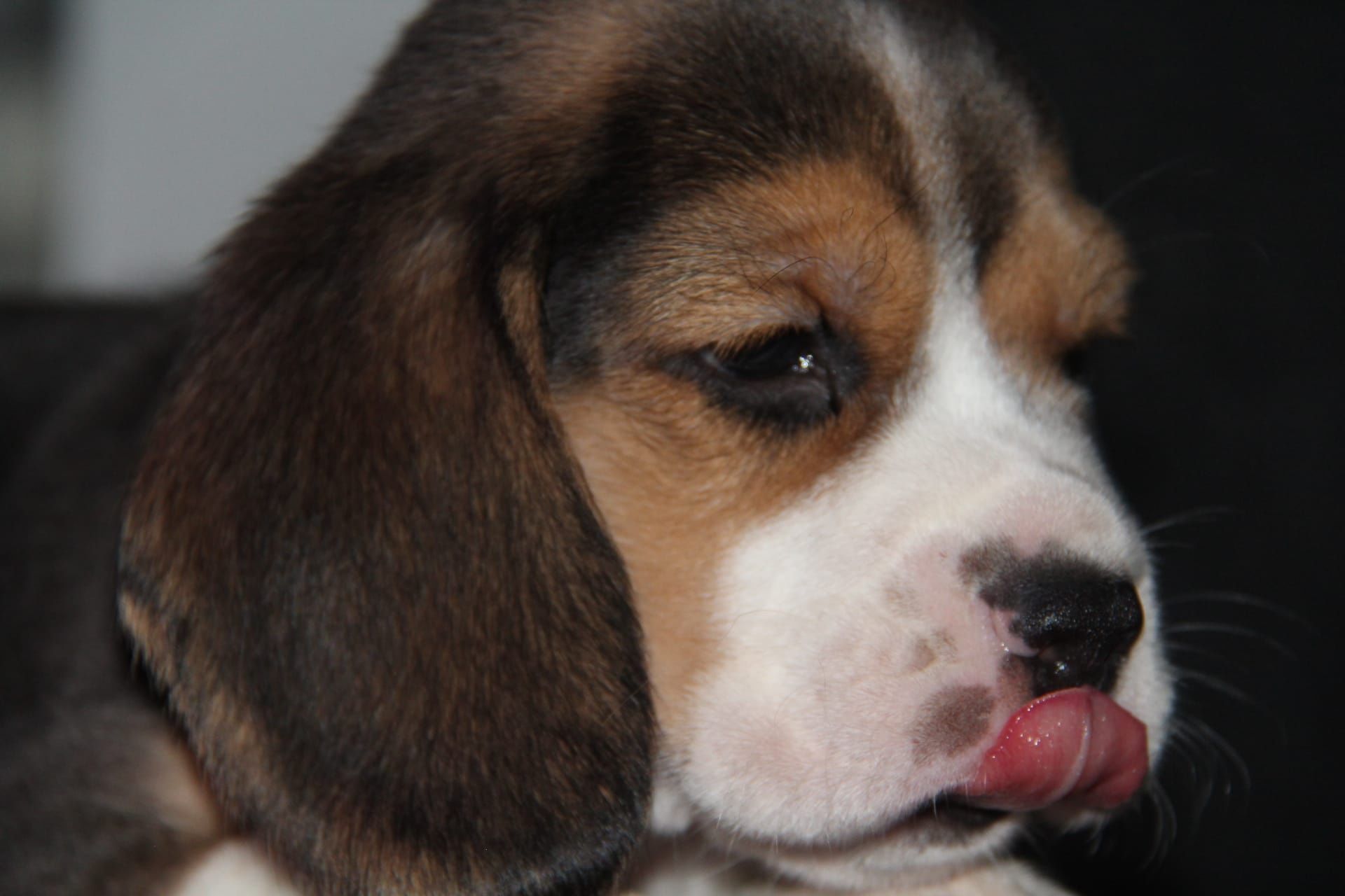 Cachorro Beagle com Lop e Afixo