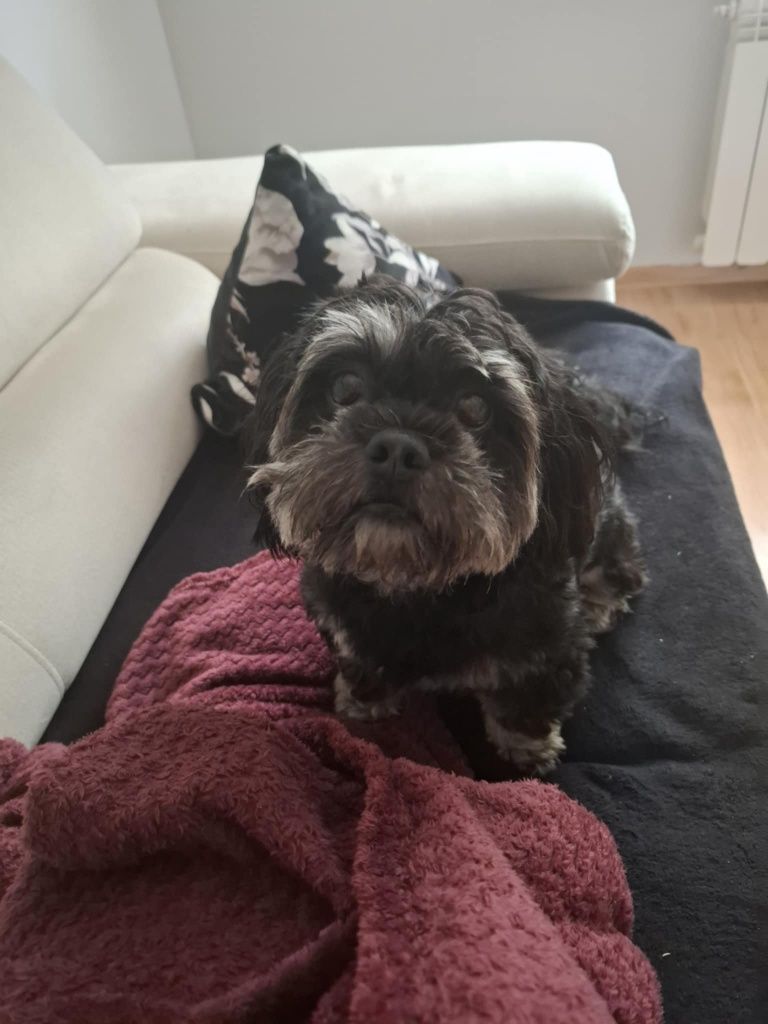 Tobi - 2letni Shitzu.