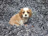 Cavalier king charles spaniel suczka