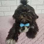 Shih Tzu samiec czekoladowy
