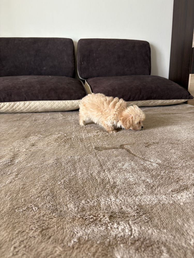 Maltipoo mini szczeniak