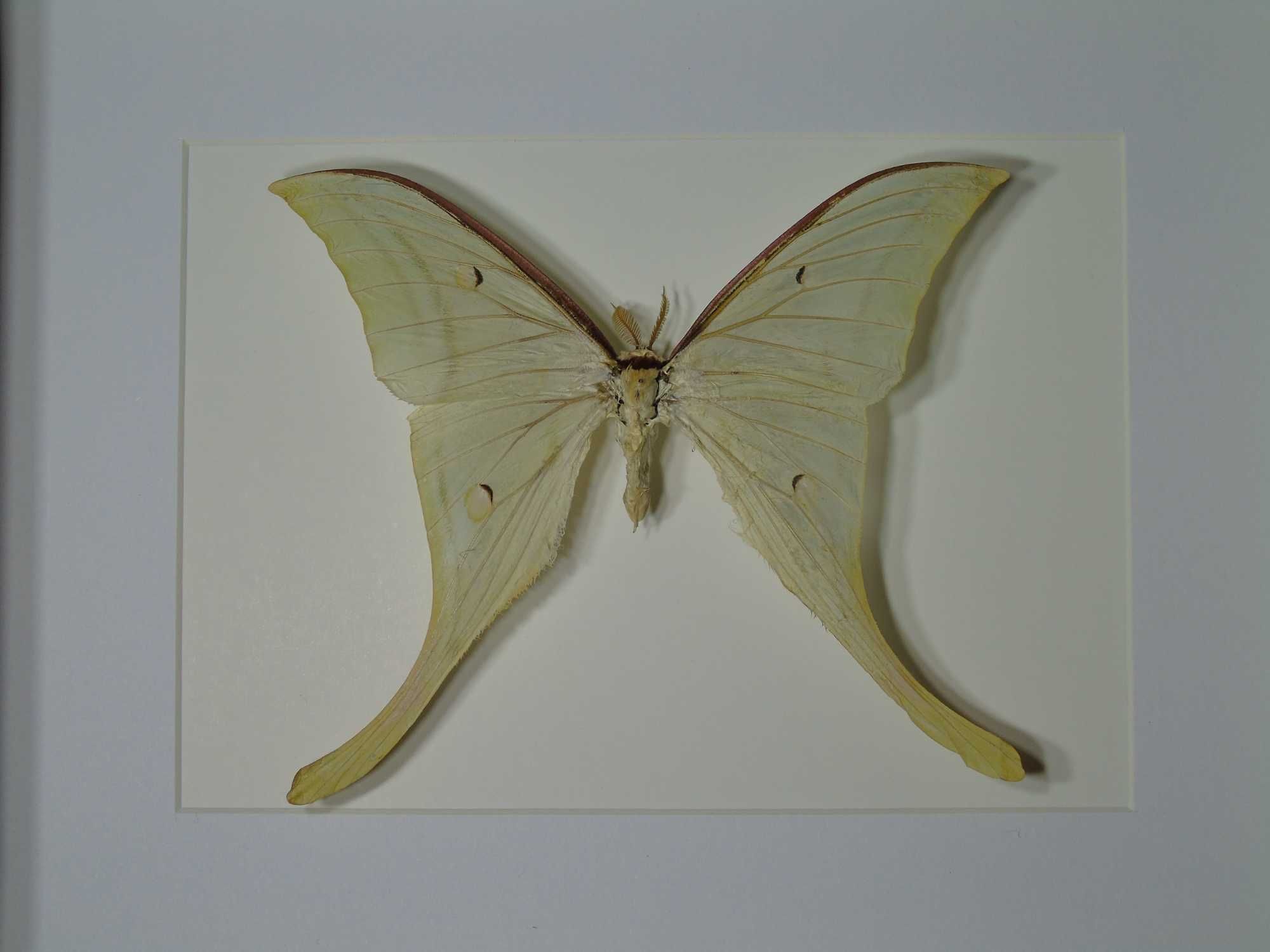Motyl w ramce / gablotce 27 x 22 cm . Actias ningpoana - Chiny .