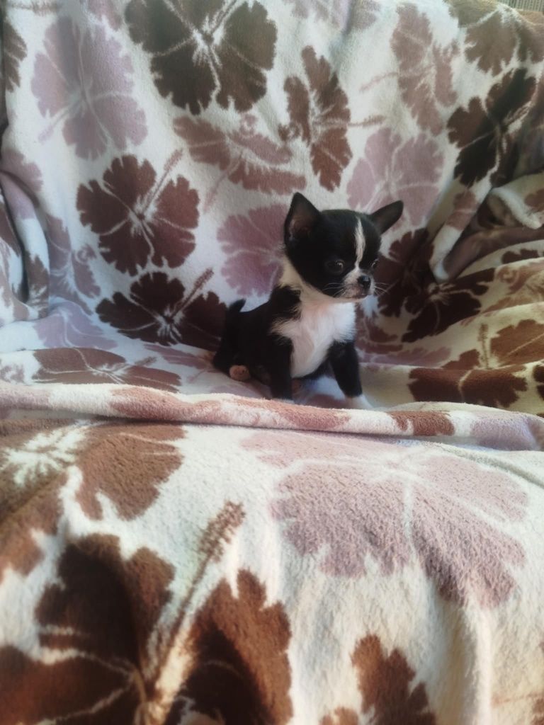 Suczka  Chihuahua