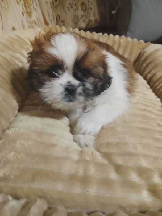 Shih tzu 10 tygodni piekna