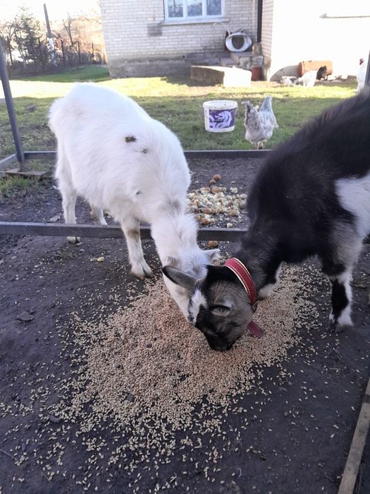 Продам козочки молоді