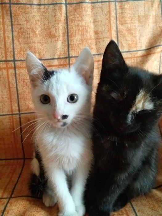 Кошенята в добрі руки