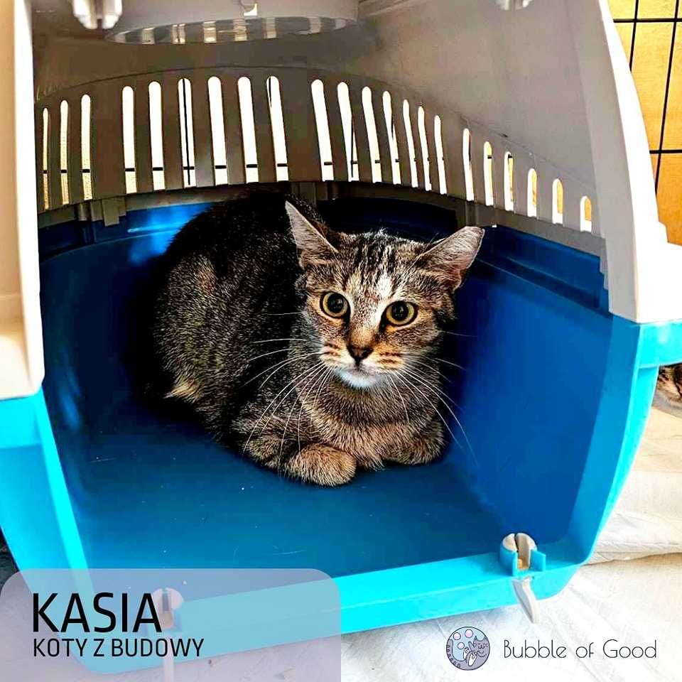 Zabawowa Kaśka szuka domu - kotek do adopcji