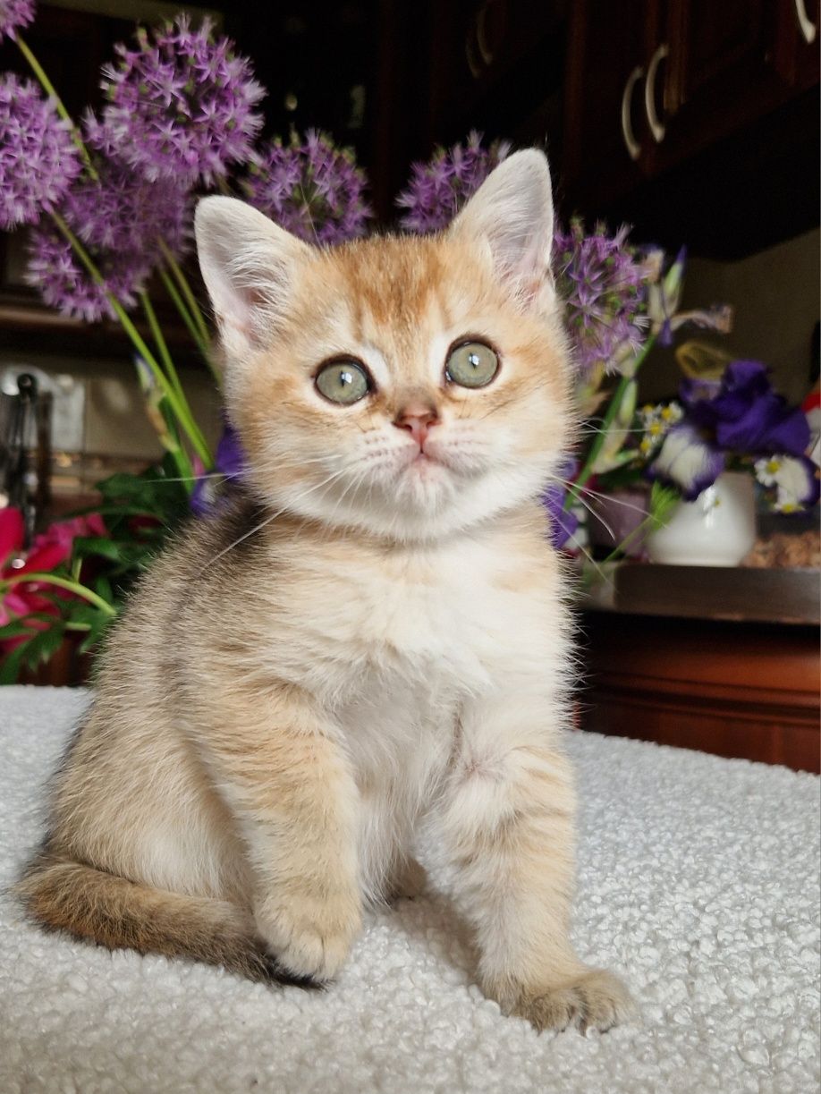 Породистый британский котёнок мальчик из питомника
