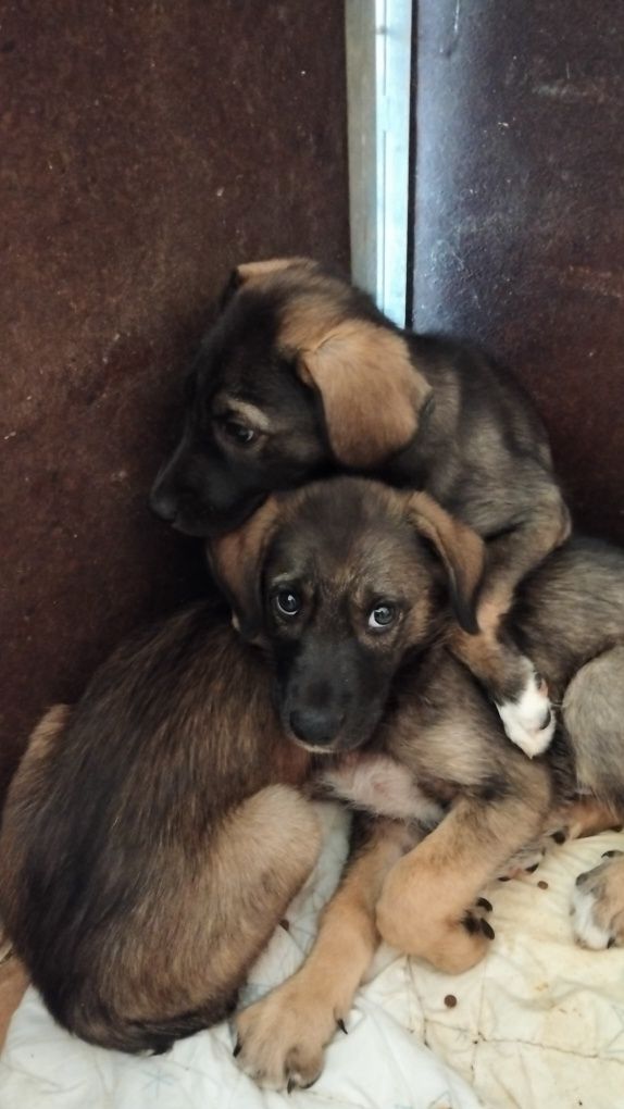 Bebes para vida de luxo com donos maravilhosos