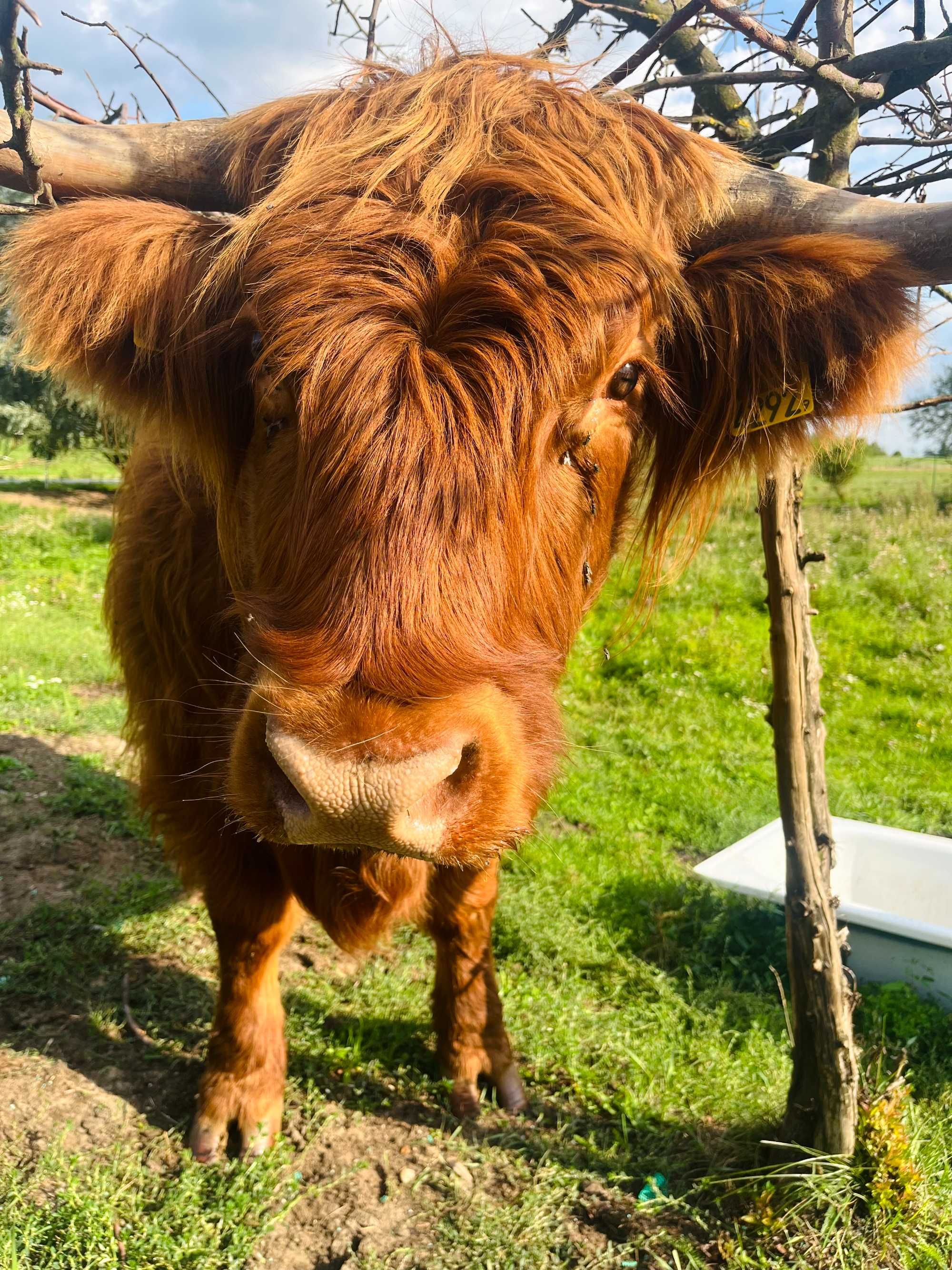 Sprzedam bydło Szkockie Highland 100% rasy